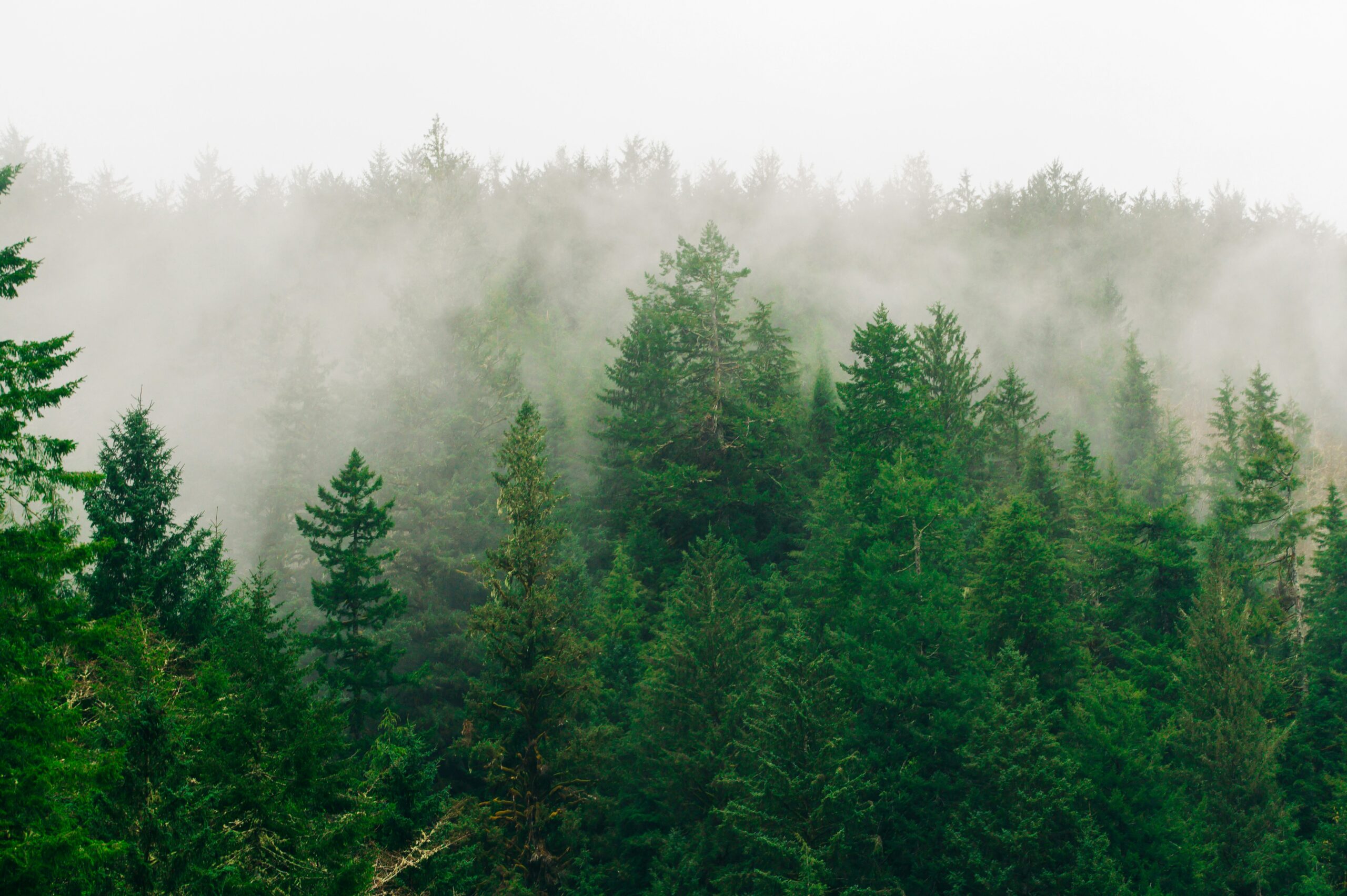 Pacific Northwest Wildfire Smoke: Current Air Quality Map and Safety Guide